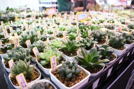 花田巷尾迺一圈 花現美好田尾產業文化節盛大登場