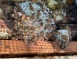 【品峻蜂業坊】龍眼花蜂蜜