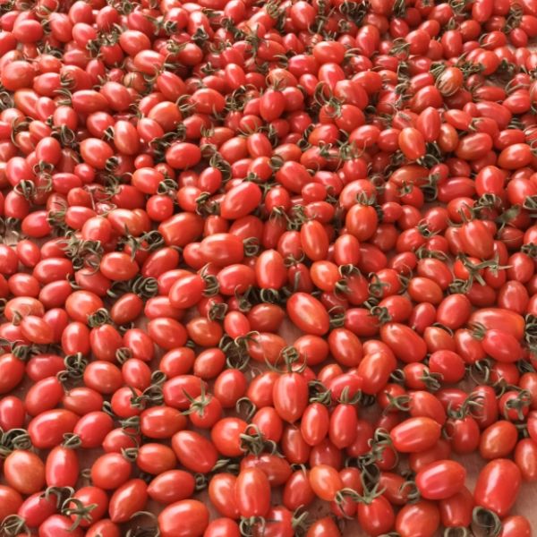 【平哥蔬果園】玉女小番茄